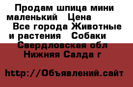 Продам шпица мини маленький › Цена ­ 15 000 - Все города Животные и растения » Собаки   . Свердловская обл.,Нижняя Салда г.